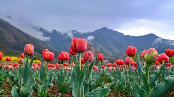 Srinagar