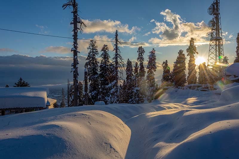 Pine forest snow