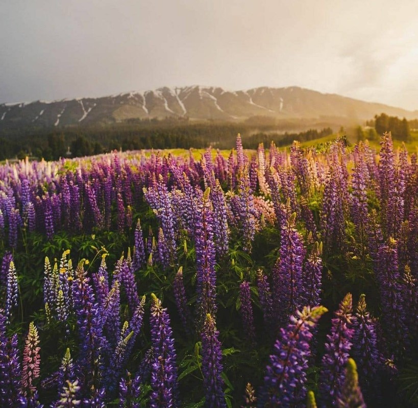 Gulmarg